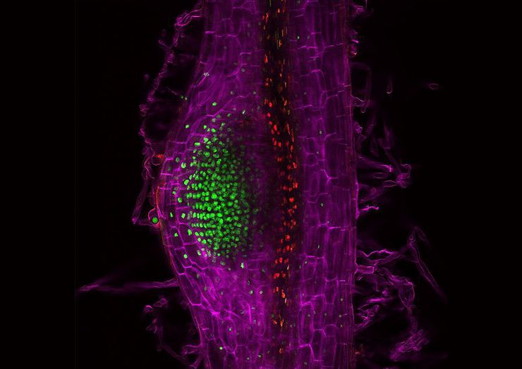 zobrazit detail snímku: Technika, která pomocí fluorescence pomáhá sledovat hormon cytokinin