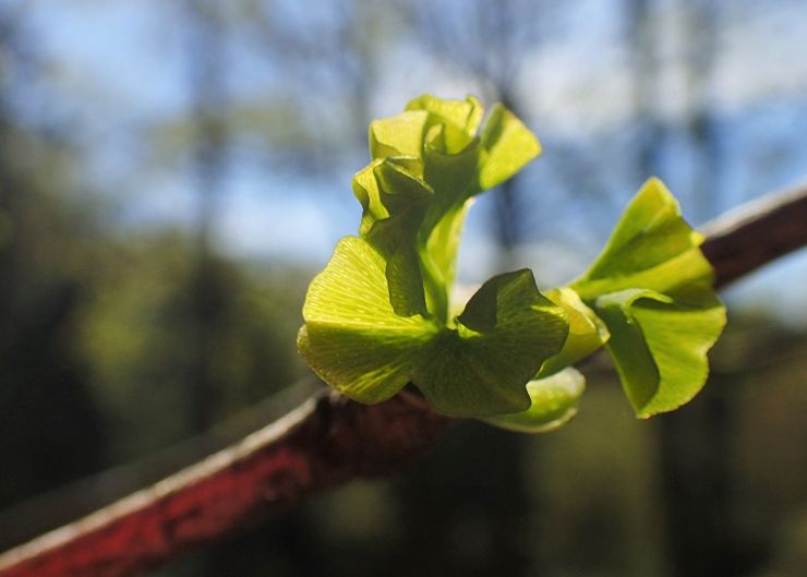 zobrazit detail snímku: Ginkgo biloba