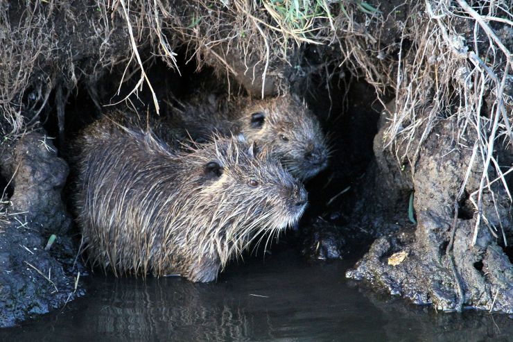 zobrazit detail snímku: Nutrie u nory