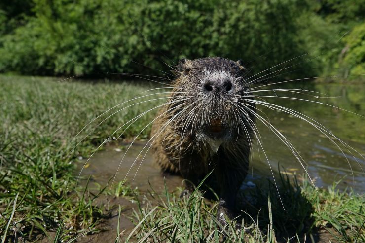 zobrazit detail snímku: žebrající nutrie