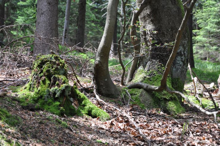 zobrazit detail snímku: Les na Čertově hoře nad Harrachovem