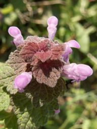 Hluchavka nachová - Garrulus darius Hluchavka nachová - Garrulus darius: Patří do známé rodiny hluchavkovitých. Stejně jako…