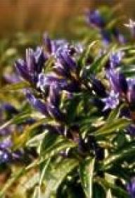 Hořec tolitovitý - Gentiana Asclepiadea L. Hořec tolitovitý - Gentiana Asclepiadea L.: Hořec tolitovitý patří mezi naše nejznámější…