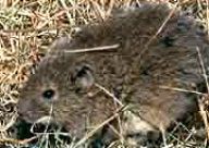 Hraboš polní - Microtus arvalis Hraboš polní - Microtus arvalis: Nevítaný obyvatel našich zahrad.