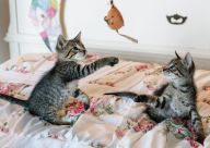 Proč si zvířata hrají? Proč si zvířata hrají?: Jak na veselé hrátky nejrůznějších zvířecích mláďat…