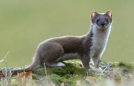 Lasice hranostaj- Mustela Erminea Lasice hranostaj- Mustela Erminea: Právě před několika dny jsem měla tu čest se s touto…