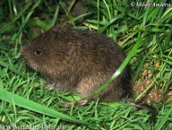 Hryzec vodní - Arvicola terrestris Hryzec vodní - Arvicola terrestris: Tento hryzec je považován za největšího…