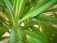 Hydroponie a jak na ni Hydroponie a jak na ni: Obecně lze říci, že hydroponie je pěstování rostlin…