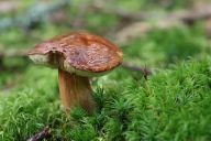 Jak hezky vyfotit houbu Jak hezky vyfotit houbu: Při víkendové procházce jsem focení hub úplně…