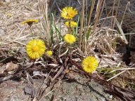Podběl lékařský nejen proti kašli Podběl lékařský nejen proti kašli: Právě nyní je nejvyšší čas zajít si nasbírat květy…
