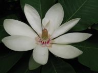 Nový druh - magnólie průhonická Nový druh - magnólie průhonická: Světově první křížení japonské Magnolia obovata a…