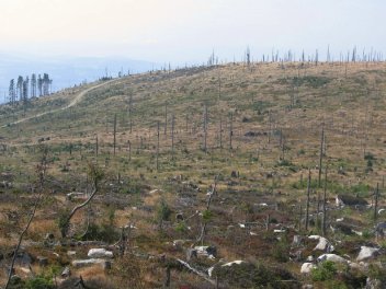 zobrazit detail snímku: Holoseč a odstranění dřevní hmoty přináší problémy s obnovou lesa, vizitka lesníků kácejících hlava nehlava na částech Šumavy