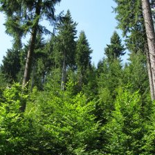 Krušné hory byly v minulosti silně ničené imisemi, dnes tu nacházíme i přímo cenné lesní porosty