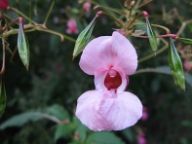 Řešíme invaze v naší přírodě Řešíme invaze v naší přírodě: Páni diplomaté, generálové, vojáci, civilisti!…