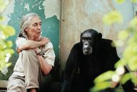 Zemřela Jane Goodallová (91), primatoložka, která změnila definici člověka Zemřela Jane Goodallová (91), primatoložka, která změnila definici člověka: Dame Valerie Jane Morris-Goodall, DBE, jedna z…