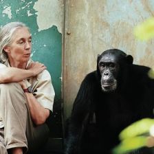 Zemřela Jane Goodallová (91), primatoložka, která změnila definici člověka Zemřela Jane Goodallová (91), primatoložka, která změnila definici člověka