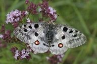 Jasoň červenooký - Parnassius apollo Jasoň červenooký - Parnassius apollo: Jeden z nejkrásnějších denních motýlů, které můžeme…