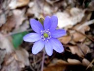 Jaterník podléška - Hepatica nobilis Jaterník podléška - Hepatica nobilis: Podléška, lidově podlíska, se jmenuje podle toho, že…