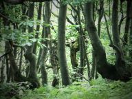 Diverzita je v lese fajn, ale když jde do tuhého, nemusí to stačit Diverzita je v lese fajn, ale když jde do tuhého, nemusí to stačit: Chcete ochránit les před suchem? Mnoho lidí by vám…