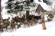 Proč v Krkonoších jeleny zavírají do obor a zakazují vstup lidem? Proč v Krkonoších jeleny zavírají do obor a zakazují vstup lidem?: S příchodem prvního sněhu a mrazivého počasí Správa…