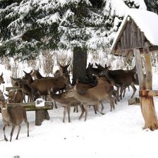 Proč v Krkonoších jeleny zavírají do obor a zakazují vstup lidem? Proč v Krkonoších jeleny zavírají do obor a zakazují vstup lidem?