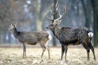 Jelen sika - Cervus nippon nippon Jelen sika - Cervus nippon nippon: Psal jsem už v článku o hrdličce zahradní jako o…