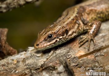 Ještěrka živorodá - klikněte pro zobrazení detailu Ještěrka živorodá - klikněte pro zobrazení detailu