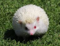 Albinismus u zvířat Albinismus u zvířat: Stejně jako u lidí se i u zvířat projevuje tzv.…