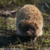Ježčí mláďata u Vás doma nebo v záchranné stanici Ježčí mláďata u Vás doma nebo v záchranné stanici: S blížící se zimou můžete na svých procházkách v…