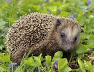 Ježek, nekorunovaný malý král naší přírody Ježek, nekorunovaný malý král naší přírody: Končící léto a začínající podzim je období, kdy u…