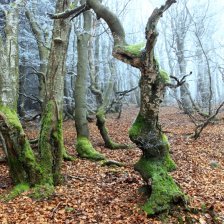 Rýchorský prales – buky zkroucené do těch nejneobvyklejších tvarů