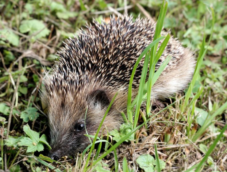 zobrazit detail snímku: Ježek západní (Erinaceus europaeus).