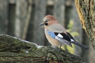 O sojce bonzačce, její mravenčí koupeli, imitátorství, a lesnictví O sojce bonzačce, její mravenčí koupeli, imitátorství, a lesnictví: Sojka obecná (Garrulus glandarius), tento…