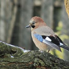 O sojce bonzačce, její mravenčí koupeli, imitátorství, a lesnictví O sojce bonzačce, její mravenčí koupeli, imitátorství, a lesnictví