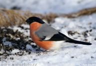 Hýl obecný - Pyrrhula pyrrhula Hýl obecný - Pyrrhula pyrrhula: Hýl obecný patří k běžným ptačím návštěvníkům našich…