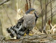 Krahujec obecný - Accipiter nisus Krahujec obecný - Accipiter nisus: Vidět impozantní útok dravce kus od centra velkého…