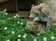 ZOO Dvůr Králové láká na zajímavé novinky ZOO Dvůr Králové láká na zajímavé novinky: (Praha, 29. 5. 2007) Denní i večerní safari, akci…