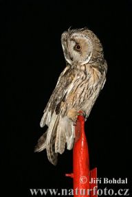 Kalous ušatý - Asio otus Kalous ušatý - Asio otus: Tato půvabná sova žije velmi skrytě.