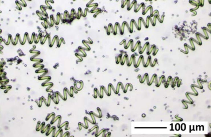 zobrazit detail snímku: Spirulina