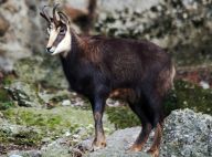 Kamzík horský – klenot, o který ochranáři nestáli Kamzík horský – klenot, o který ochranáři nestáli: Když se řekne kamzík, představíme si „kozu“, která…