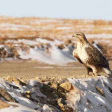 Káně rousná – návštěvník ze severu s opeřenými nohami Káně rousná – návštěvník ze severu s opeřenými nohami