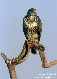 Káně lesní - Buteo buteo Káně lesní - Buteo buteo: Často při svých toulkách přírodou můžeme pozorovat…