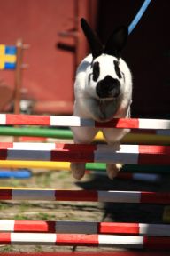 Kaninhop a další králičí sporty Kaninhop a další králičí sporty: K tomuto článku mě přivedla diskuze k tématu Chováme…