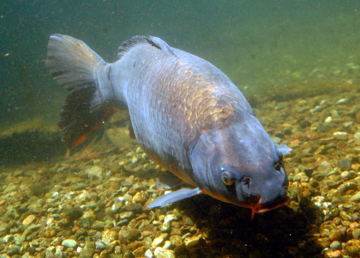 zobrazit detail snímku: Kapr obecný (Cyprinus carpio)