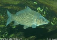 Kapr obecný - Cyprinus Carpio Kapr obecný - Cyprinus Carpio: Snad nejznámější, a snad i nejvýznamnější…