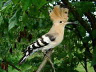 Splavnit či nesplavnit Labe? Splavnit či nesplavnit Labe?: Poslední dobou velmi probíraná a propíraná otázka...…