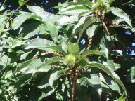 Kaštanovník jedlý - Castanea sativa Kaštanovník jedlý - Castanea sativa: Kaštany jedl člověk již od neolitu, ve středověku se…