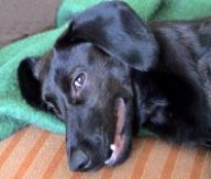 Sranda musí být i na silvestra Sranda musí být i na silvestra: Příroda je vážná věc. Samozřejmě. To ale neznamená,…