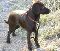 Co jsou to vlastně útulky a k čemu slouží Co jsou to vlastně útulky a k čemu slouží: Většina z nás si při slově 'domácí zvířátko',…