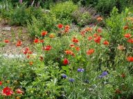 Klasika nebo Ekozahrada Klasika nebo Ekozahrada: Těžké rozhodnutí?